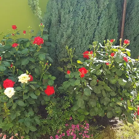 Guest house Pensiunea Alegria *